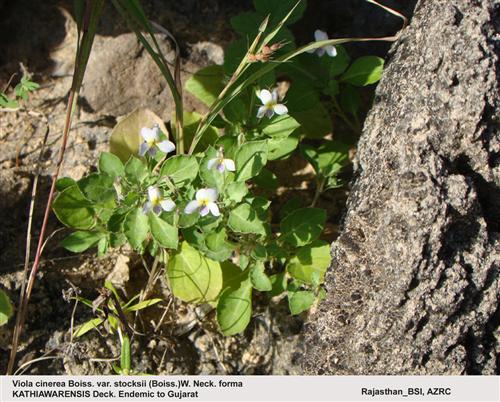 Viola cinerea Boiss. var. stocksii (Boiss.)W. Neck. forma kathiawarensis Deck.